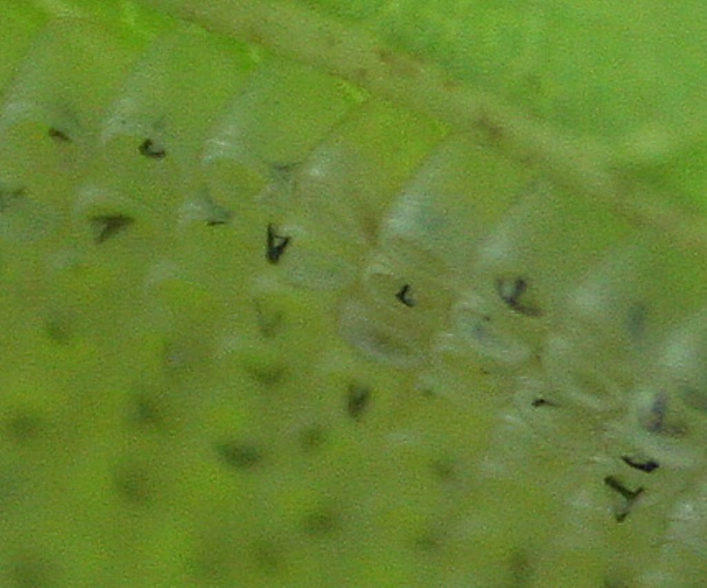 Neanidi: cfr. Nezara viridula